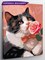 Мартовский джентльмен - Кот и роза. p57745 - фото 18142